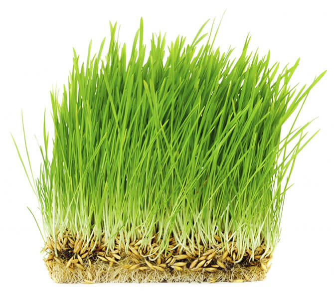 grass